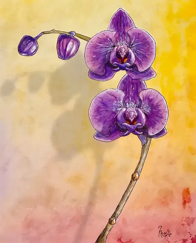 Acuarela botanical de orquídeas moradas pintada a mano con técnica line wash