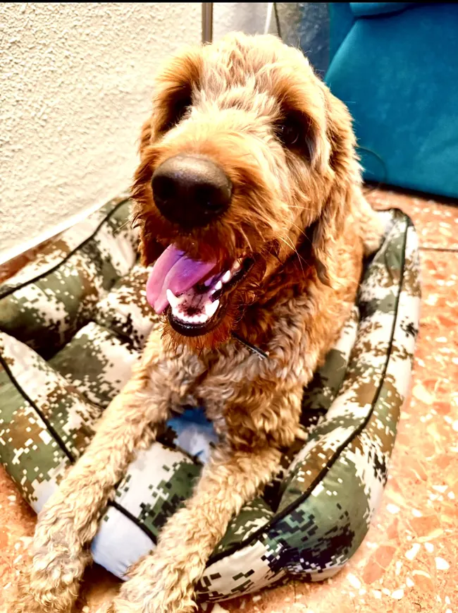 Fotografía original de un perro, la referencia del encargo