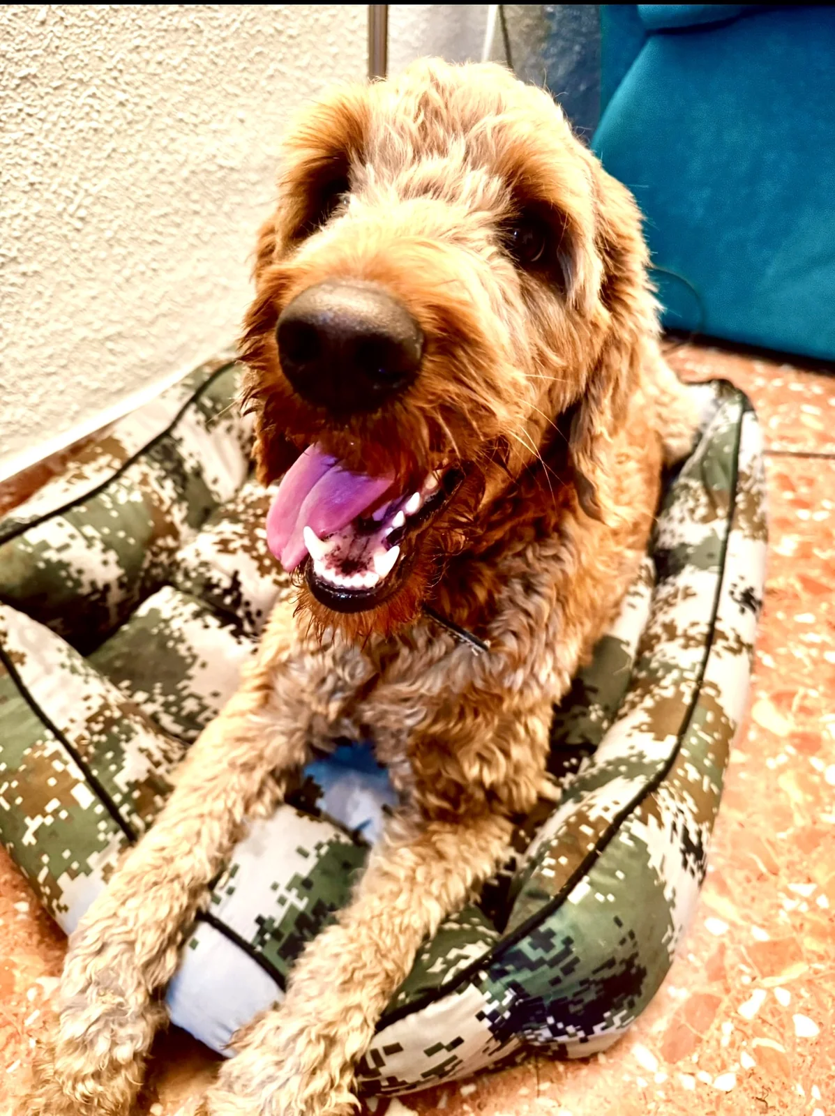 Foto de referencia del perro